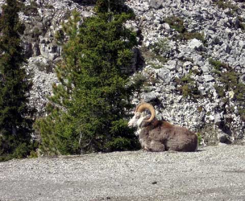 Bighorn Sheep