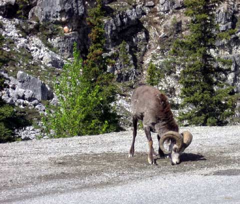 Bighorn Sheep