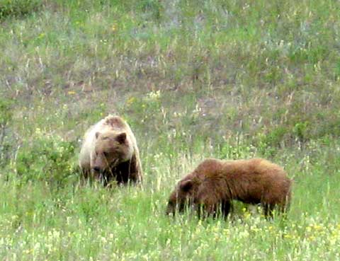 Grizzly Bears