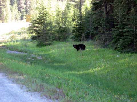 Bear on Hwy 93