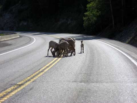 Sheep in the Road