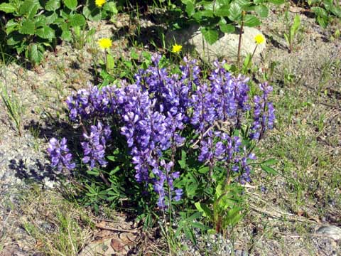 Wildflowers